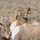 Rocky Mountain bighorn ram with ewes. Rio Grande Norte, New Mexico. Art Print